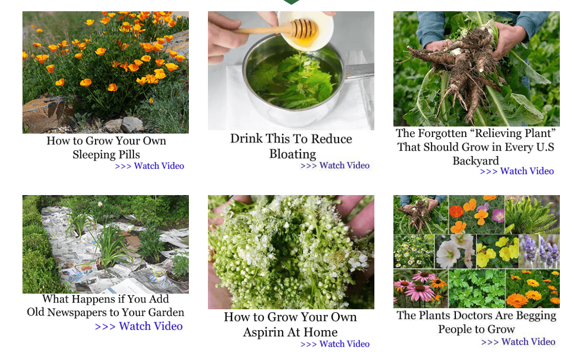 How to Turn Your Backyard Into a Natural Pharmacy (Step by Step Guide) 6 Top Natural Healing Plants